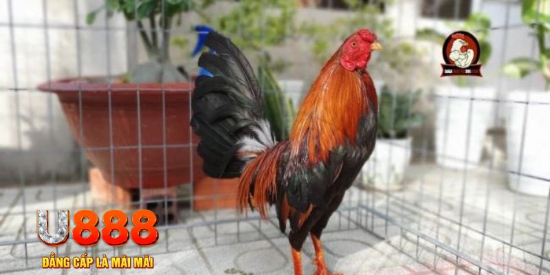 ta 88 game máy bay nổ hũ