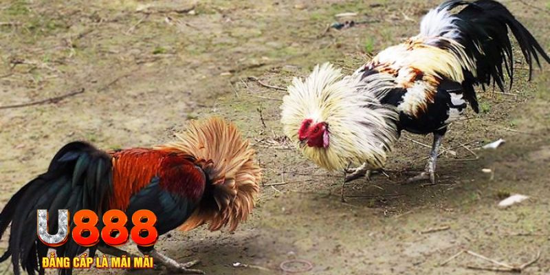 ta 88 game nổ hũ là gì